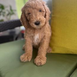 Astro - Cream male Goldendoodle puppy in Miami Dade County, Florida from Doodle Lovers