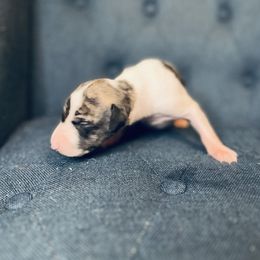 Spencer - White and fawn brindle male Whippet puppy in Clinton, Tennessee from Ivanhoe Borzoi