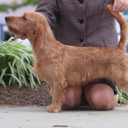Amaya  - Basset Fauve de Bretagne