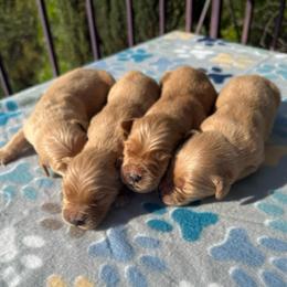 Boy 2 - Golden male Golden Retriever puppy in San Jacinto, California from Golden Retriever Puppy Bliss