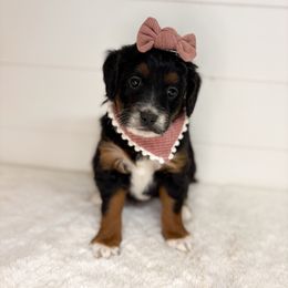 Prancer - Black tri-color female Aussiedoodle puppy in Central, Arizona from Cotton Lane Puppies