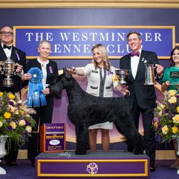 Giant Schnauzers from Hearthmore Giant Schnauzers