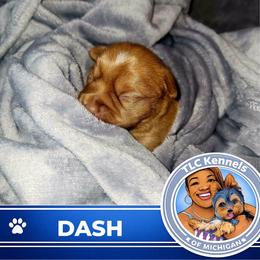 DASH - Chocolate, tan and white male Yorkshire Terrier puppy in Eastpointe, Michigan from TLC Kennels TenderLittleCuties