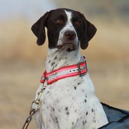 German Shorthaired Pointers from DragonPoint Gun Dogs