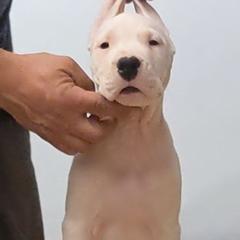 Dogo Argentino Puppies from De la Fuerza de Dios