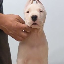 Dogo Argentino Puppies from De la Fuerza de Dios