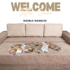Double Doodle and Goldendoodle Puppies from Big Red Paw Doodles