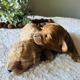 Cavapoochon Puppies from Apricot Lane Puppy