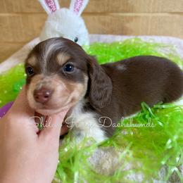 Dachshund Puppies from Shiloh Ridge Dachshunds