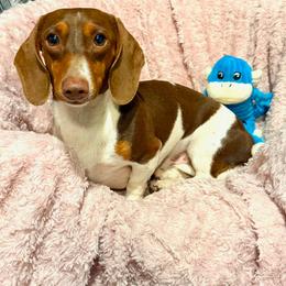 Toby - Dachshund