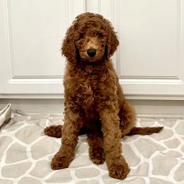 Boy 4 - Red  Goldendoodle puppy in Mount Juliet, Tennessee from Furever Doodle Co