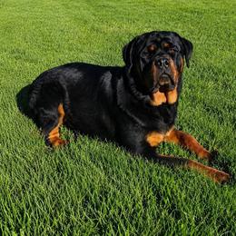 Ember - Rottweiler