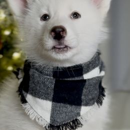 Green - Bonzai - Siberian Husky puppy from Snowy Siberians