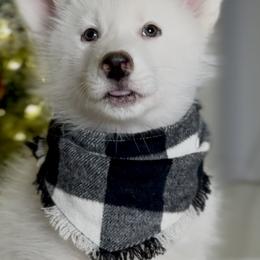 Green - Bonzai - Siberian Husky puppy from Snowy Siberians