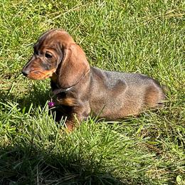 Molly - Wild boar female Dachshund puppy in Superior, Montana from Never Land Dachshunds of Montana