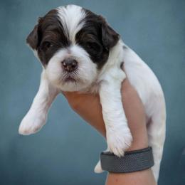 Coast - Liver and white male Shihpoo puppy in Coshocton, Ohio from Forever Family Puppies