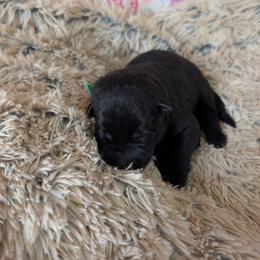 Green - Black male German Shepherd puppy in Motley, Minnesota from Von Thomson Haus