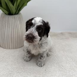 Brewster - Chocolate male Australian Labradoodle puppy in Denton, Texas from Liberty Hill Labradoodles