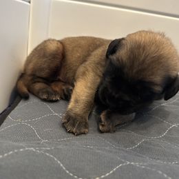 Rowdy - Fawn female Mastiff puppy in Friend, Nebraska from 4Arrows Mastiffs