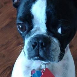 Boston Terriers from J & T Bostons/Abilene, Texas