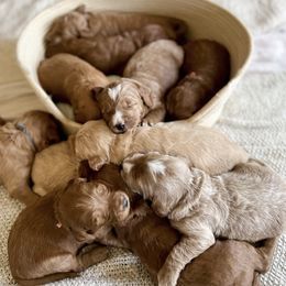 Bernedoodles, Goldendoodles, and Poodles from Daisy Mountain Doodles