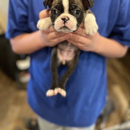 Jenny - Black brindle and white female Boston Terrier puppy in Wathena, Kansas from Burr Oak Bostons