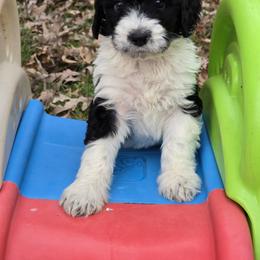 Bernedoodle and Goldendoodle Puppies from Granton Creek