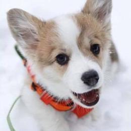 Pembroke Welsh Corgis from Berry Hill Corgis