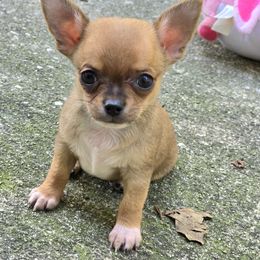 Nugget - Black sabled fawn male Chihuahua puppy in Indianapolis, Indiana from London Rouge Chihuahuas