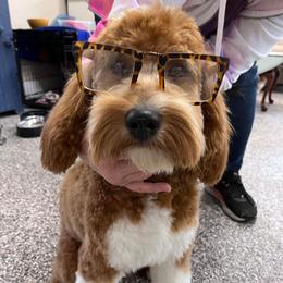 Chata - Goldendoodle