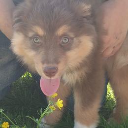 American Bullies and Miniature Australian Shepherds from Barkin' MAAD kennels
