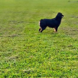 Raven - Australian Shepherd