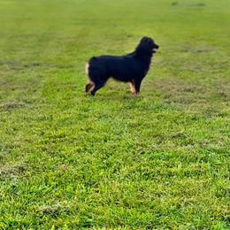 Raven - Australian Shepherd