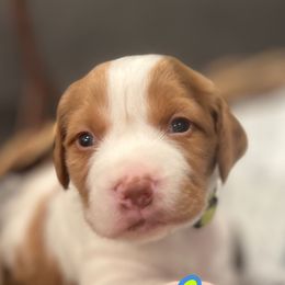Fender - Brittany puppy from Sandridge Brittanys
