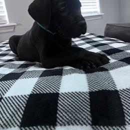 Teal Collar - Black female Cane Corso puppy in Fritch, Texas from Carrie Brown's Cane Corsos