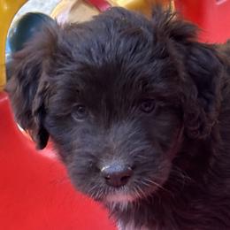 Aussiedoodle and Miniature American Shepherd Puppies from Lori Davis