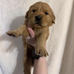 Golden Retriever Puppies from O’Shields Golden Paws