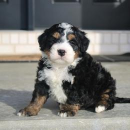 Scout 2500 - Tri-color male Bernedoodle puppy in Apple Creek, Ohio from Kathryn Troyer