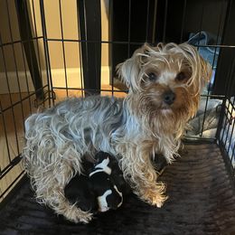 Ella - Yorkshire Terrier