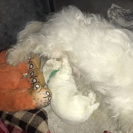 Maltese Puppies from Emotional Amor Support