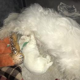 Maltese Puppies from Emotional Amor Support