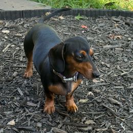 Ivy - Dachshund