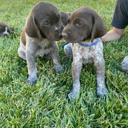 German Shorthaired Pointer Puppies from Silver Mountain Pointers