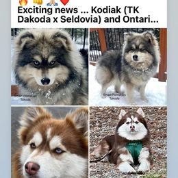 Pomsky puppies from Smart Pomskies and Frenchies
