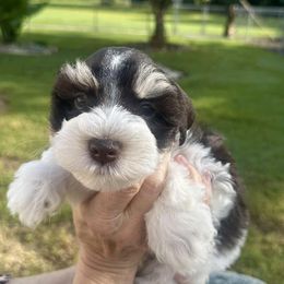 Bon Jovi - Liver male Miniature Schnauzer puppy in Newton, Alabama from Grace’s Schnauzers Paradise USA