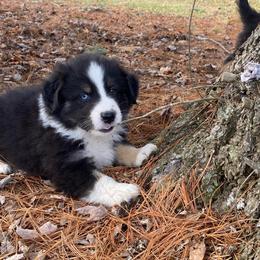 Boy 3 - Black tri-color male Australian Shepherd puppy in Tekonsha, Michigan from Cottage Farm Aussies