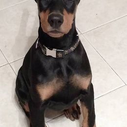 Doberman Pinscher Puppies from Lexa Dobermans