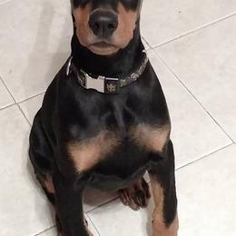 Doberman Pinscher Puppies from Lexa Dobermans