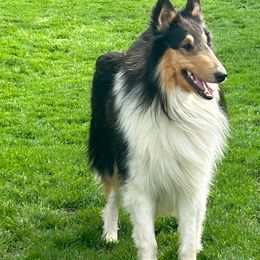 Fergus - Collie