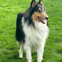 Fergus - Collie